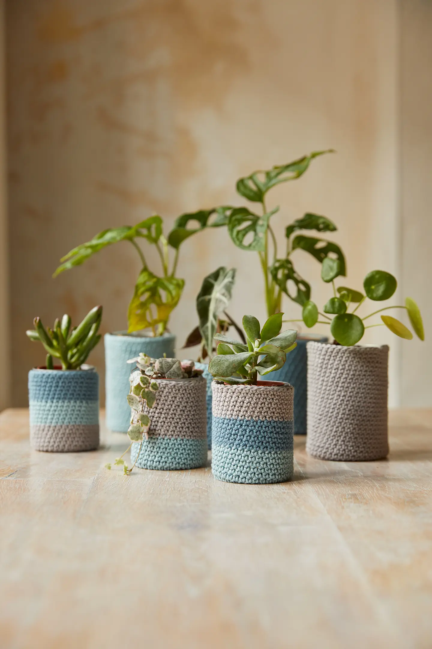 self watering snake plant 4