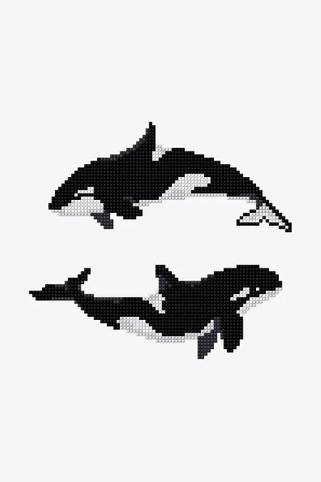 Orca Killer Whale